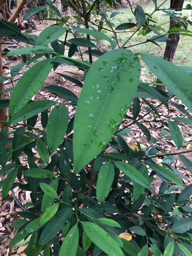 Garcinia 14