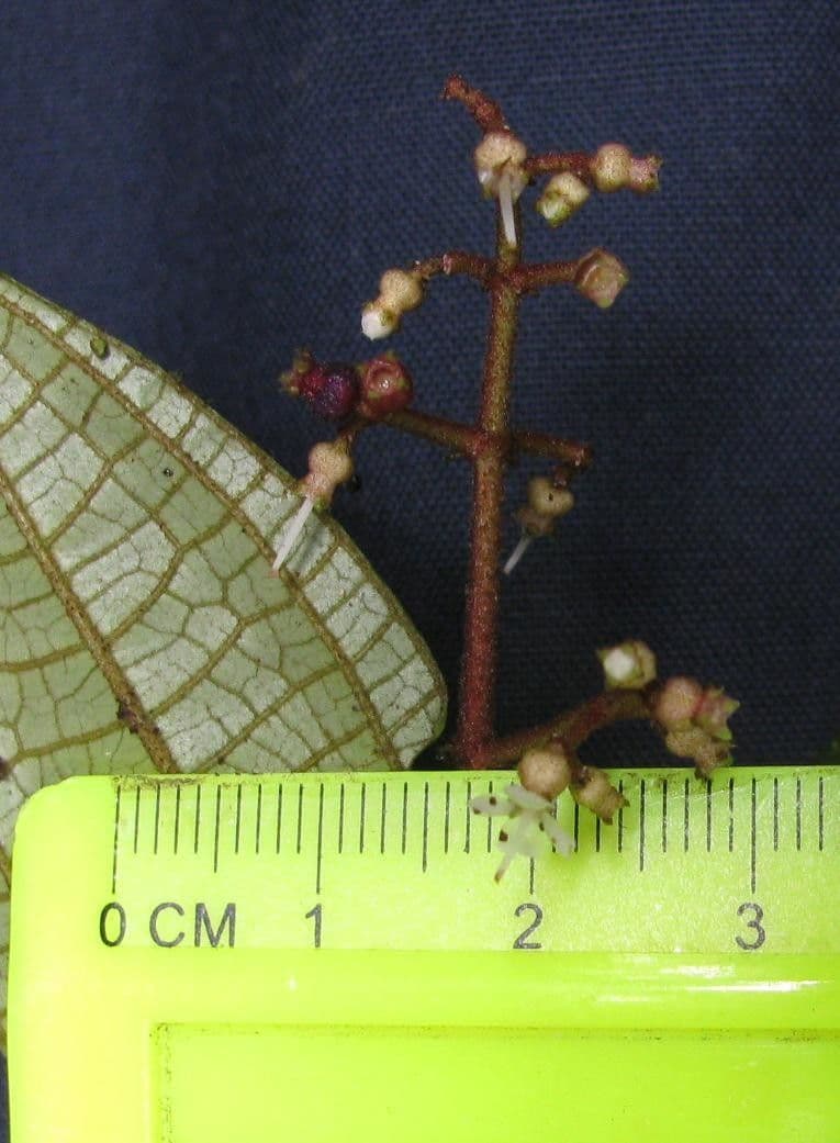 Clidemia 5