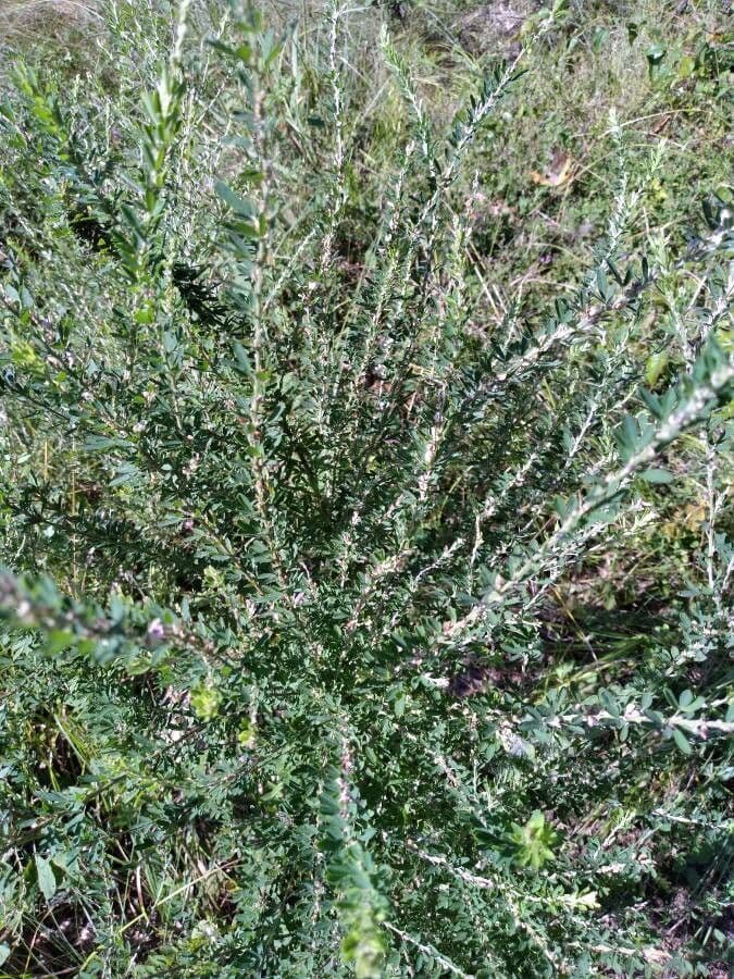 Lespedeza 15