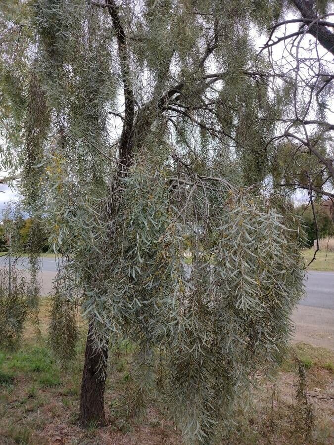 Acacia pendula 5