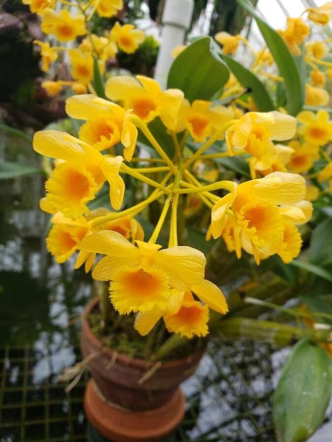 Dendrobium
