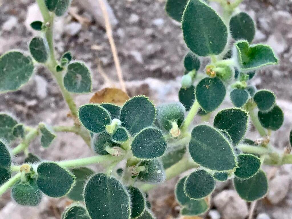 Petiolate Spurge 3