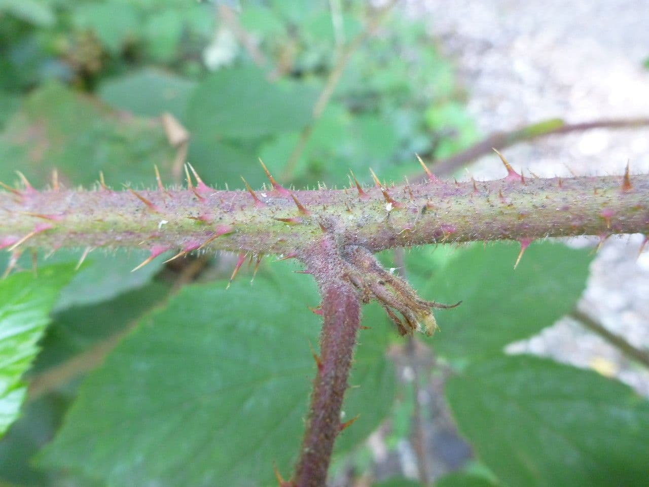 Brombeere 14