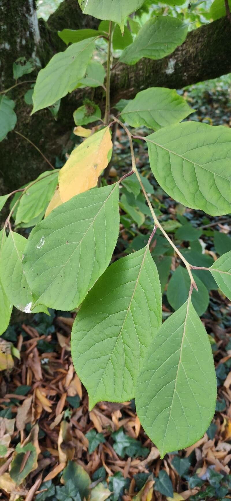 Pterostyrax 8
