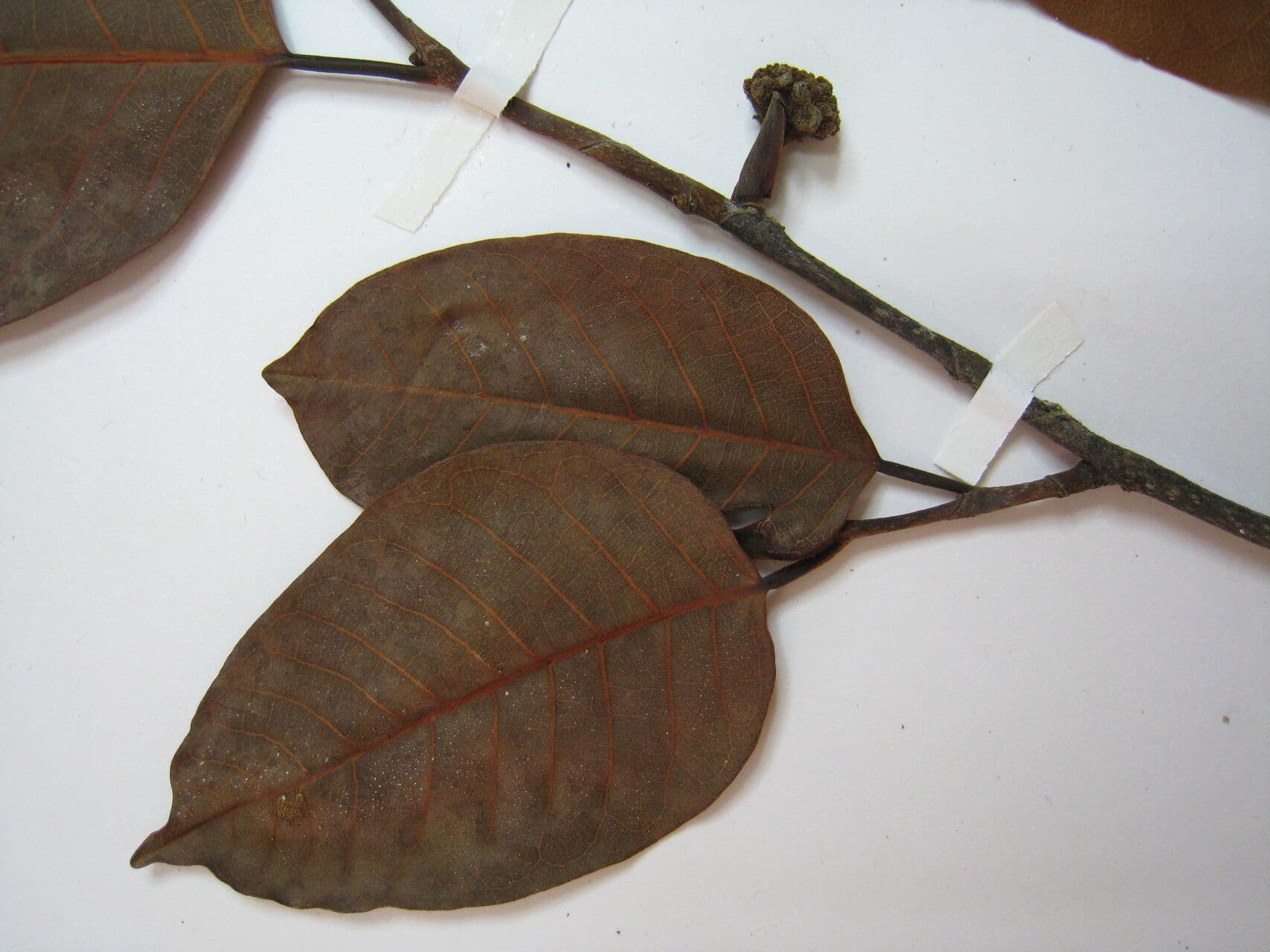 Milchbaum 9