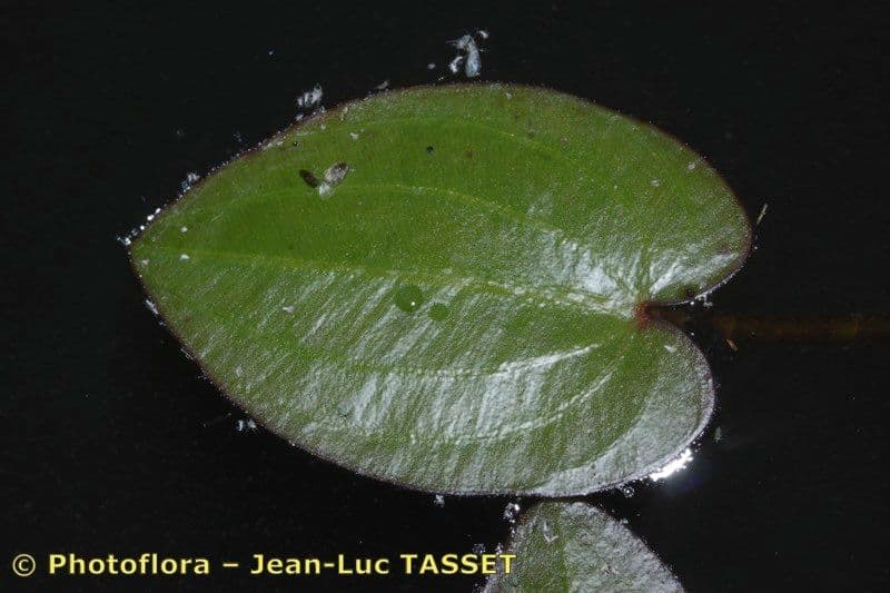 Caldesia parnassifolia 11