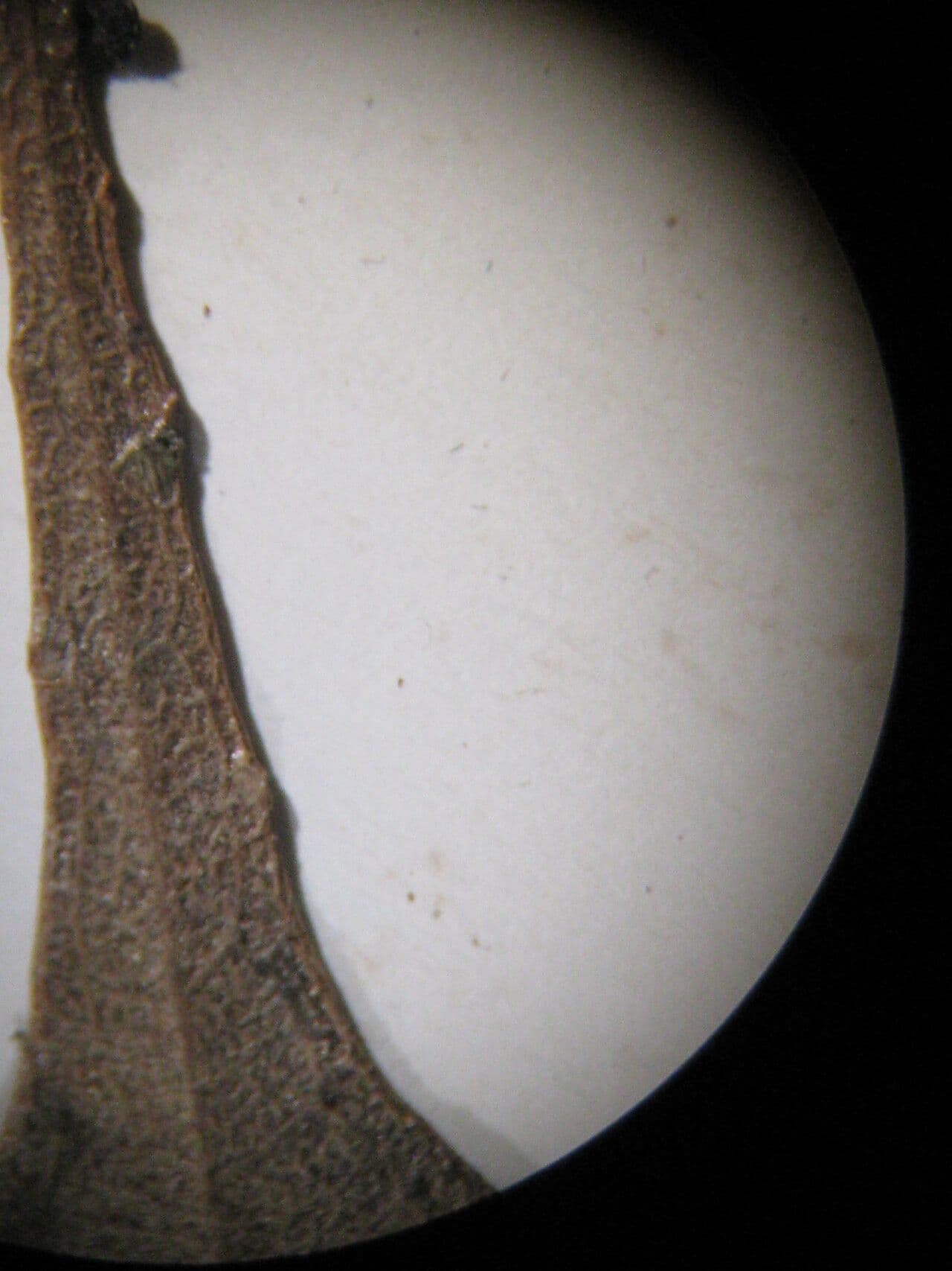 Exellodendron 4