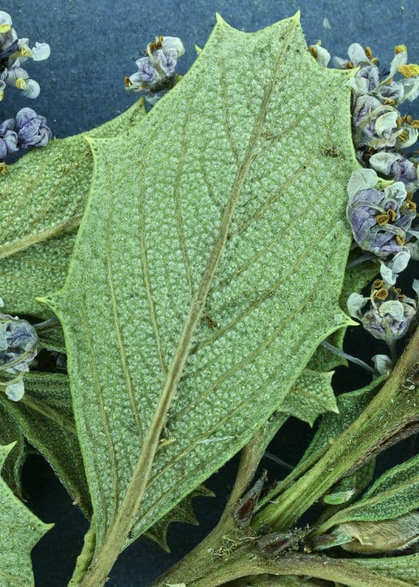 Ceanothus 17