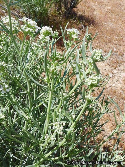 Lepidium fremontii 13