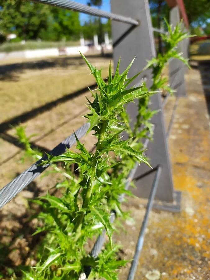 Cirsium mexicanum 12