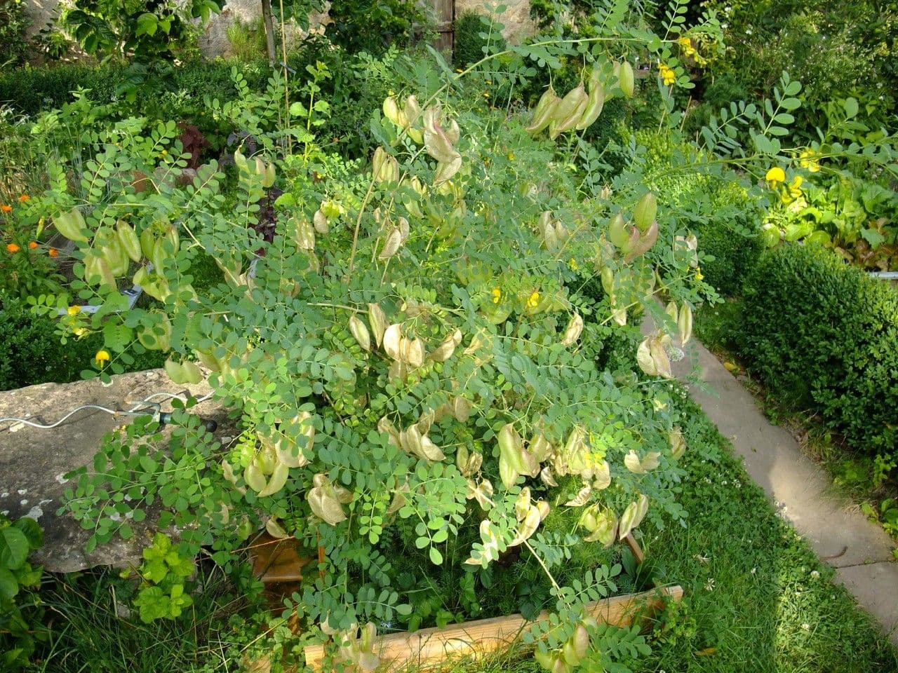 Vesicaria 11