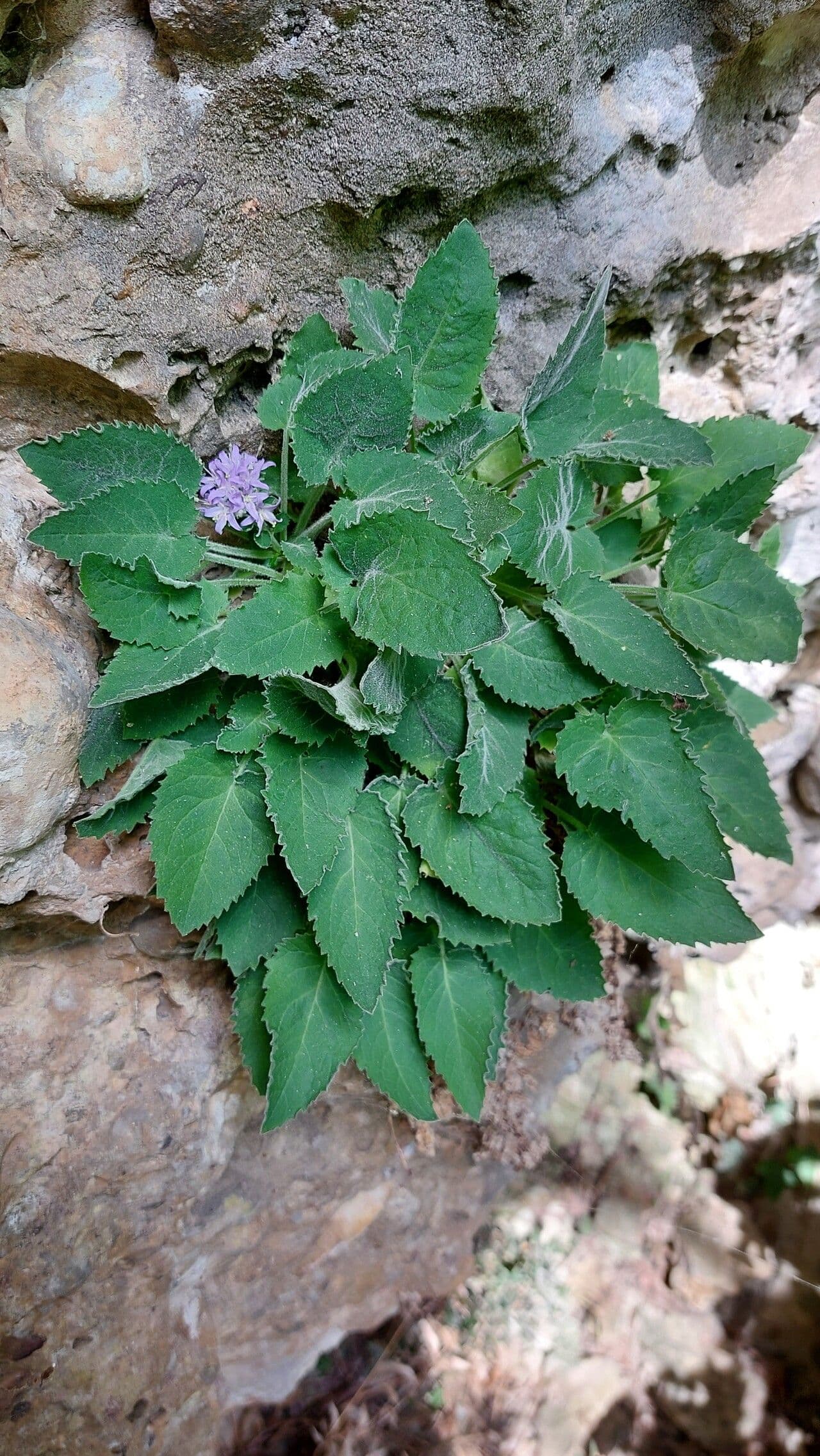 Campanula 7