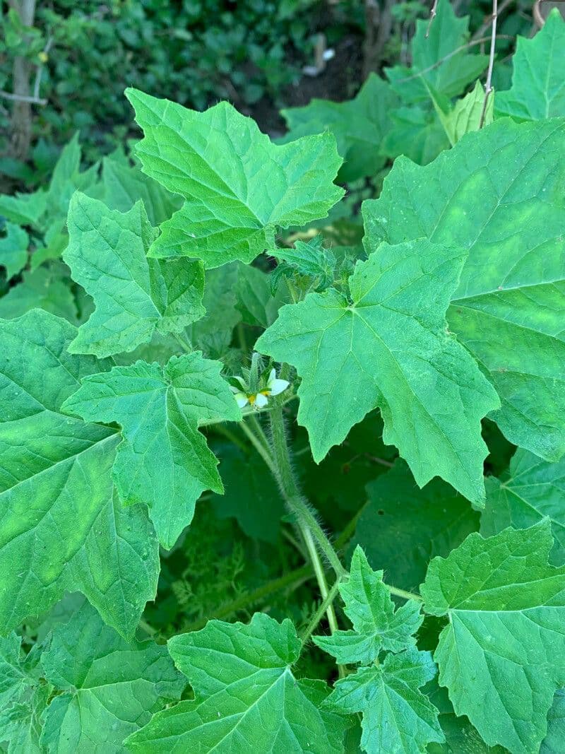Loasa 6