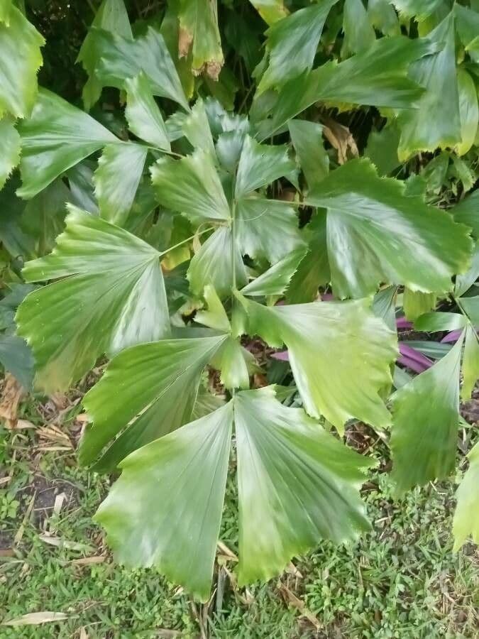 Palmier queue de poisson 16