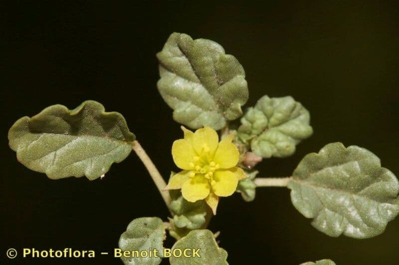 Corchorus 21