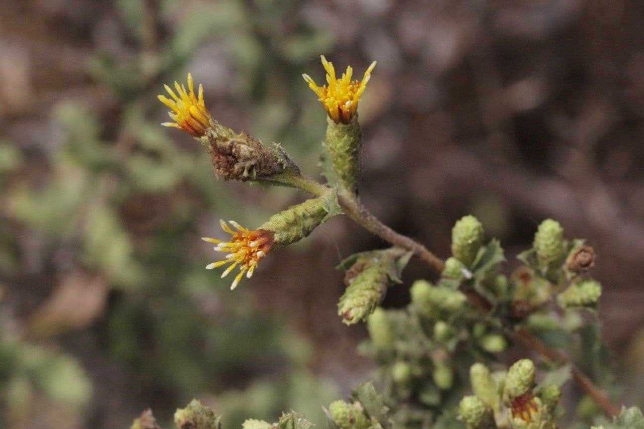 Hazardia dentata 3