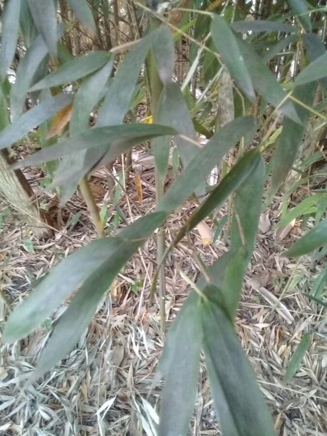 Guadua angustifolia