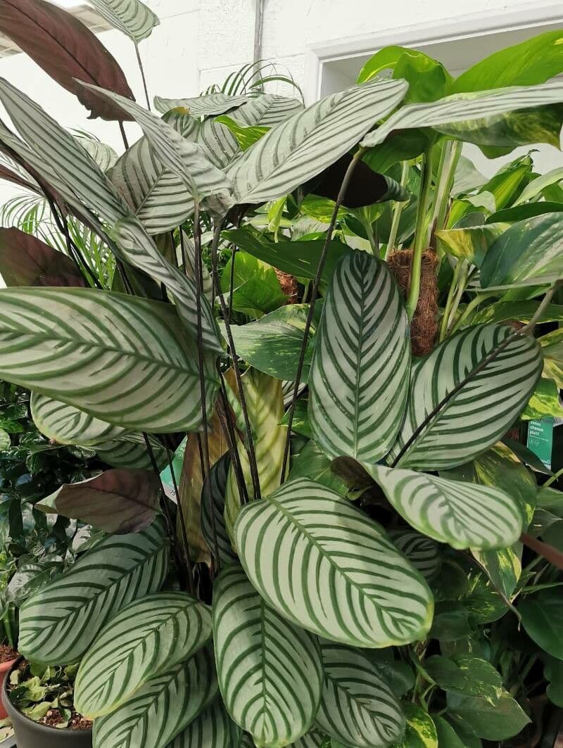Ctenanthe setosa 17