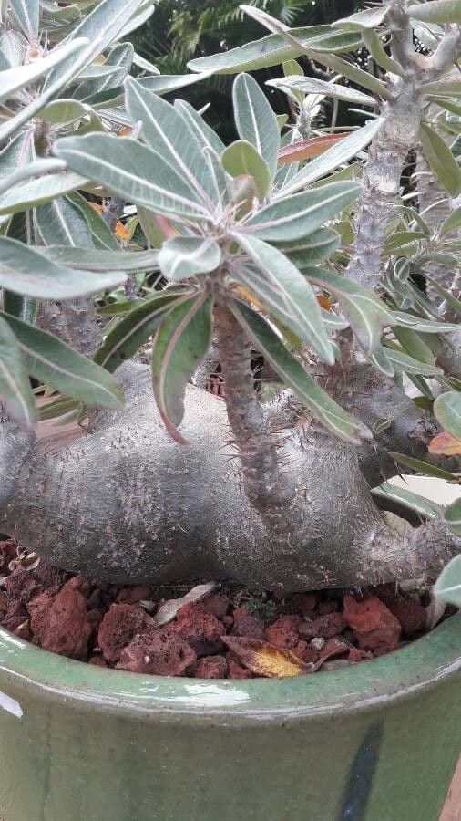 Pachypodium 9