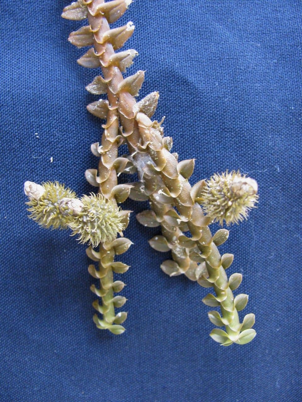 Dichaea costaricensis 3