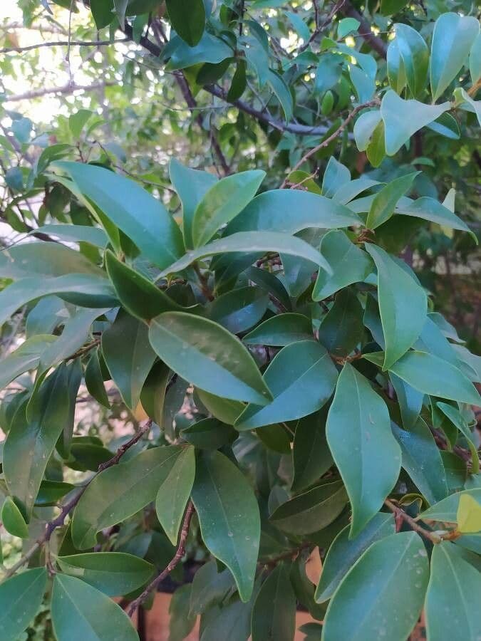 Chenille copperleaf 11