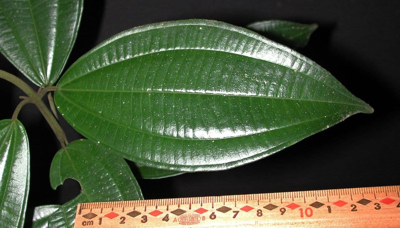 Miconia cooperi 12