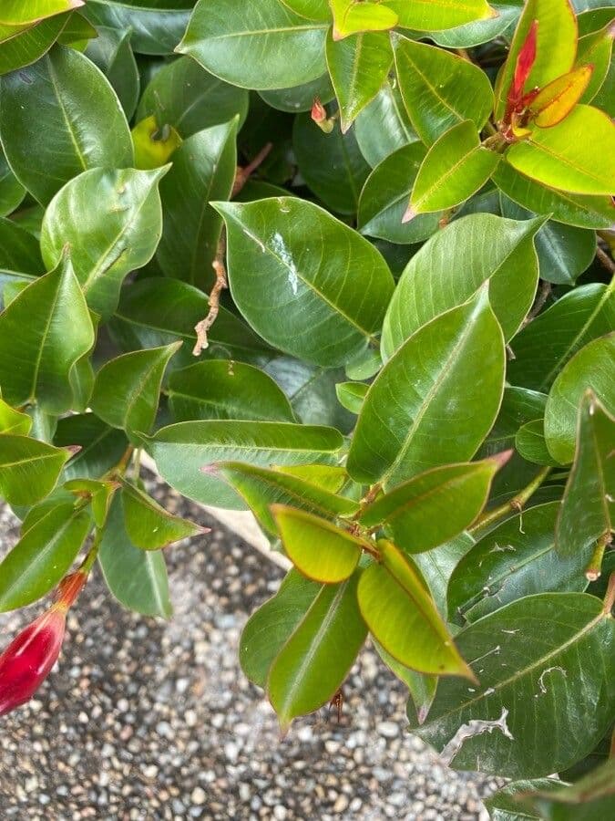 Chilenischer Jasmin 17