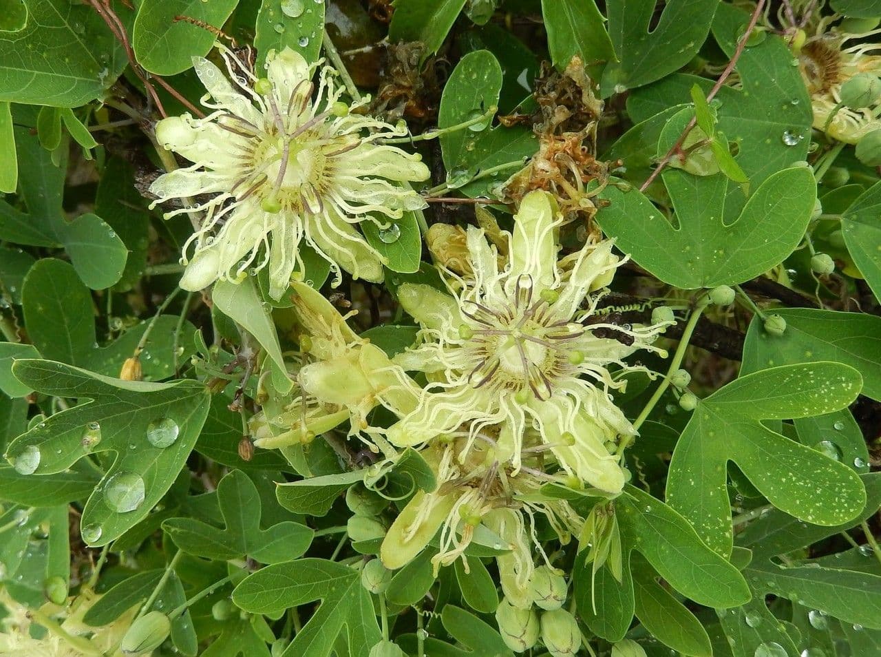 Passiflora 2