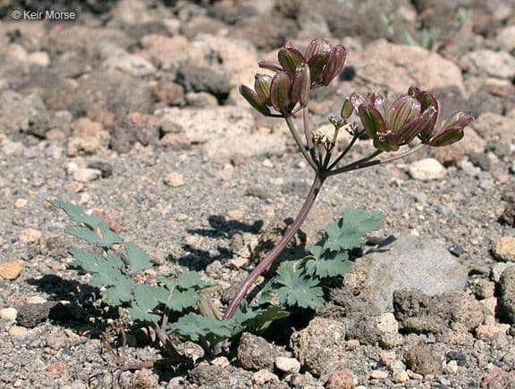 Lomatium 6