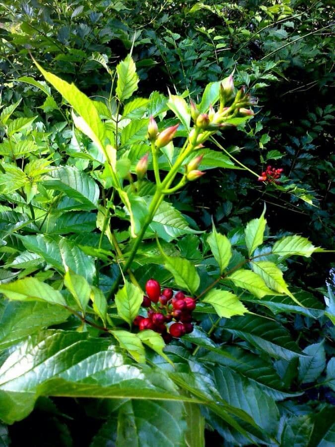 Bignonia cinese 16