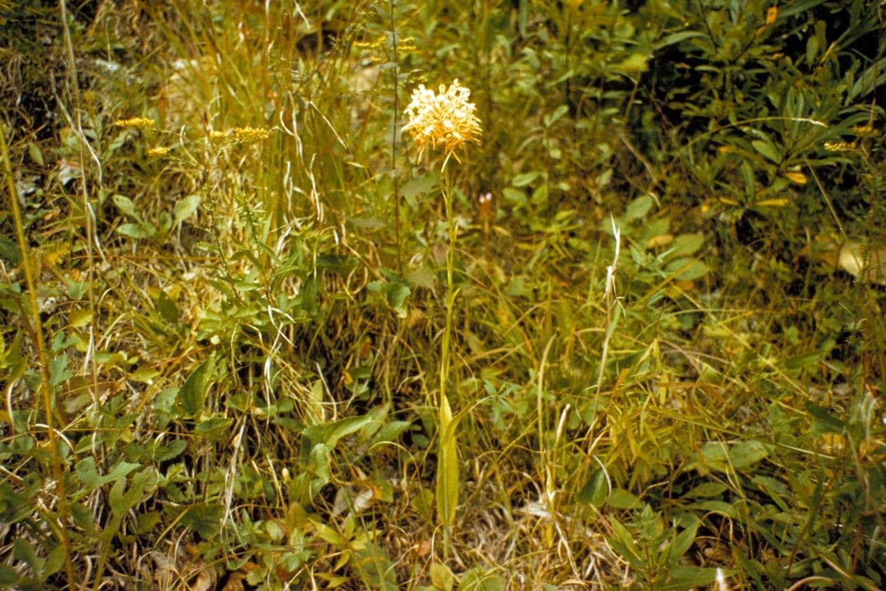 Platantera ciliare 9