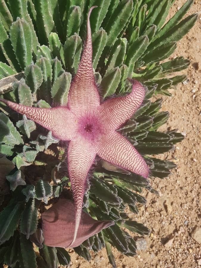Stapelia gigantea 3