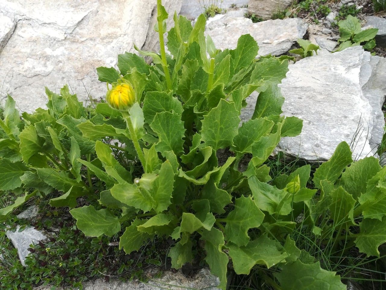 Doronico dei macereti 11