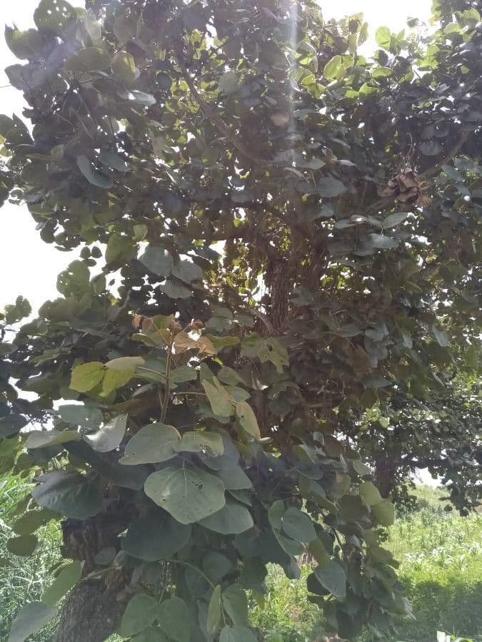 Eritrina abissina 13