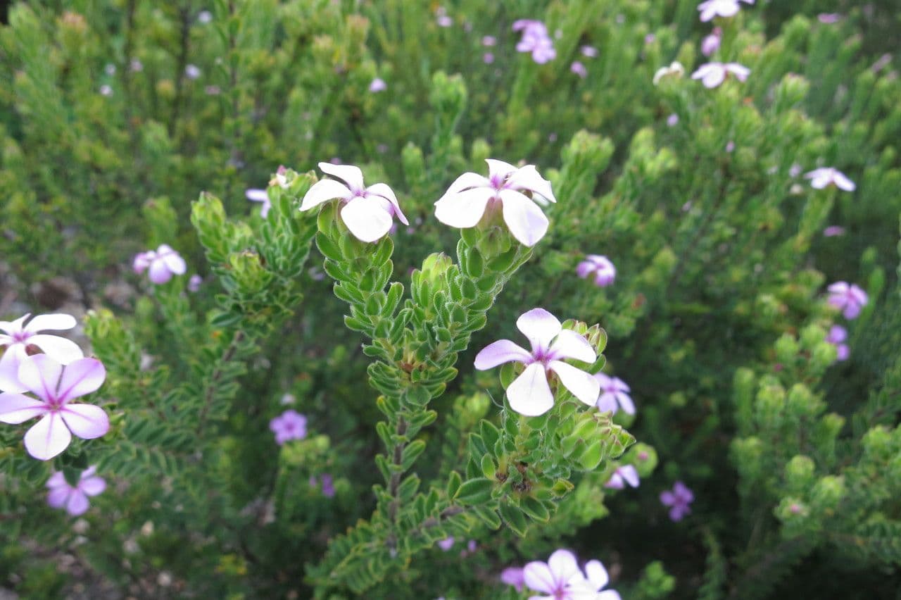 Acmadenia 5