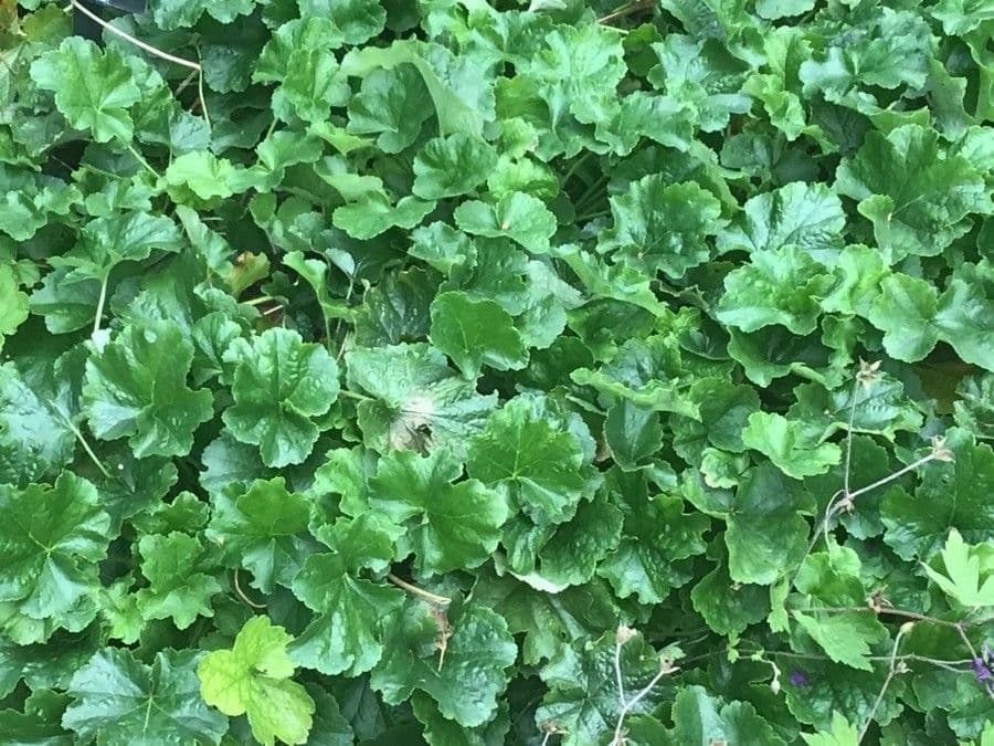 Heuchera cilindrica 5