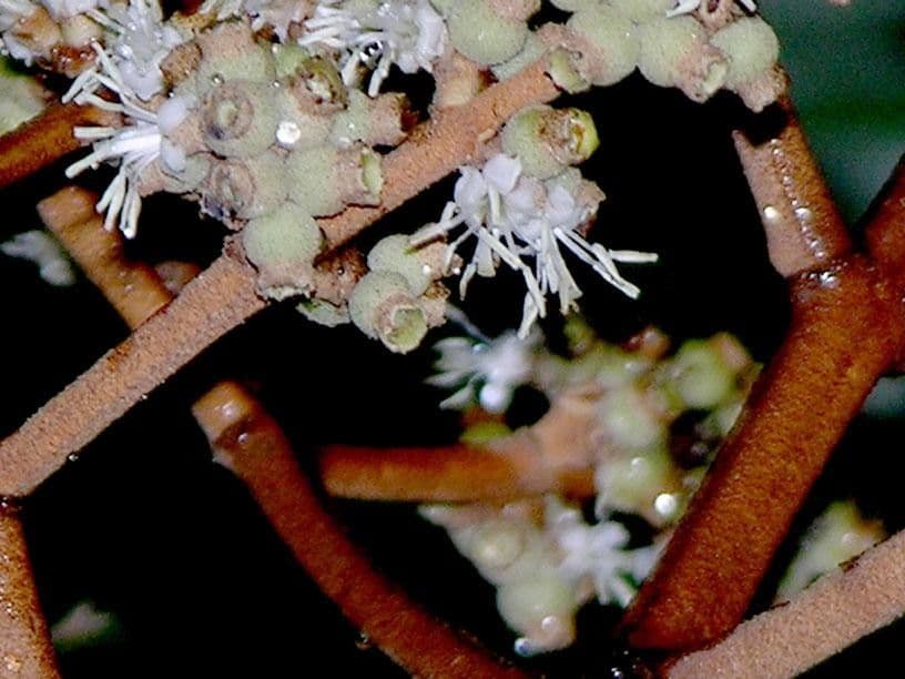 Miconia elata