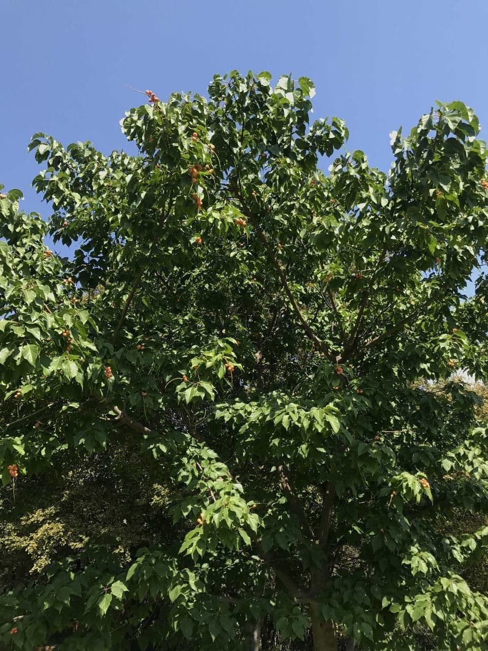 Wald-Croton 9