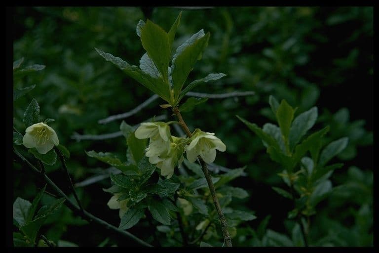 Rododendro albiflorum 11