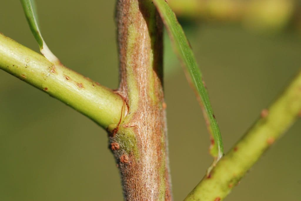 Ludwigia alternifolia 25