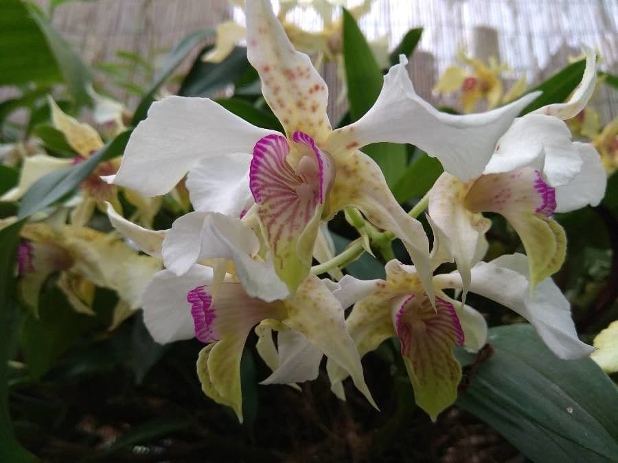 Dendrobium squisito 2