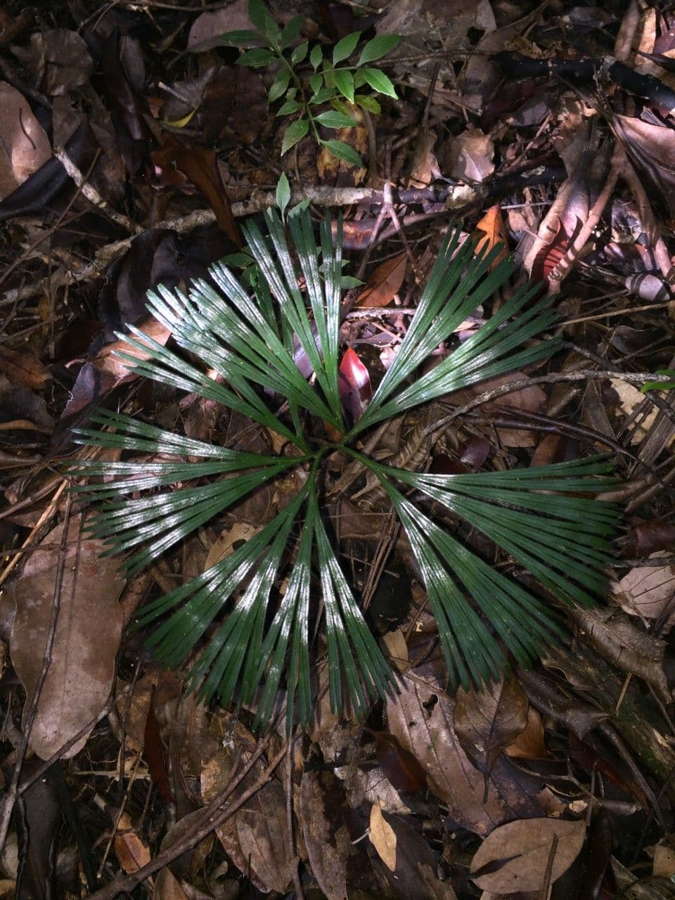 Schizaea 3