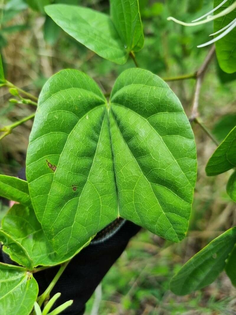 Bauhinia divaricata 9