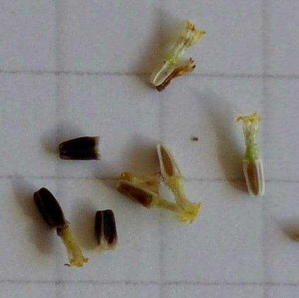 Scentless mayweed 3