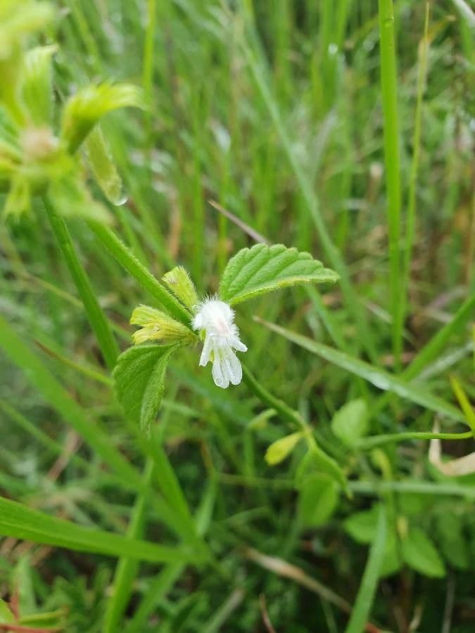 Leucas glabrata 8