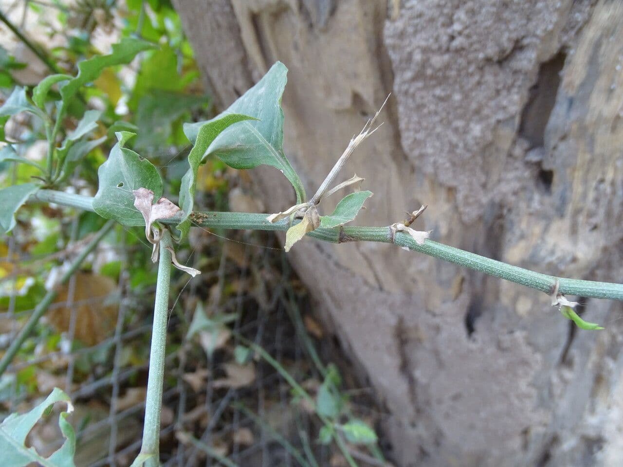 Plumbago zeylanica 21