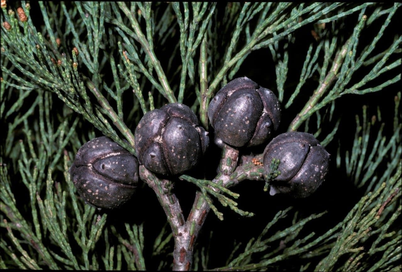 Callitris canescens
