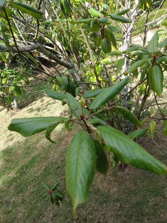 Frangula azorica 6