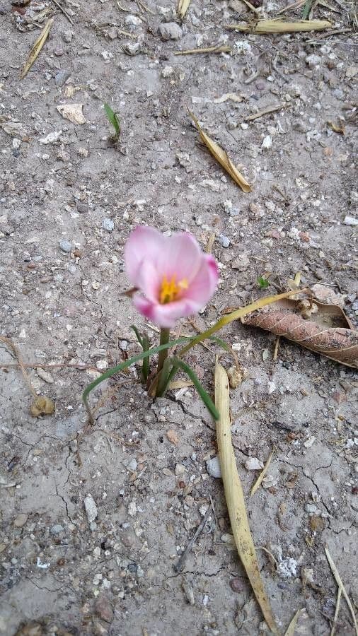 Zephyranthes 3