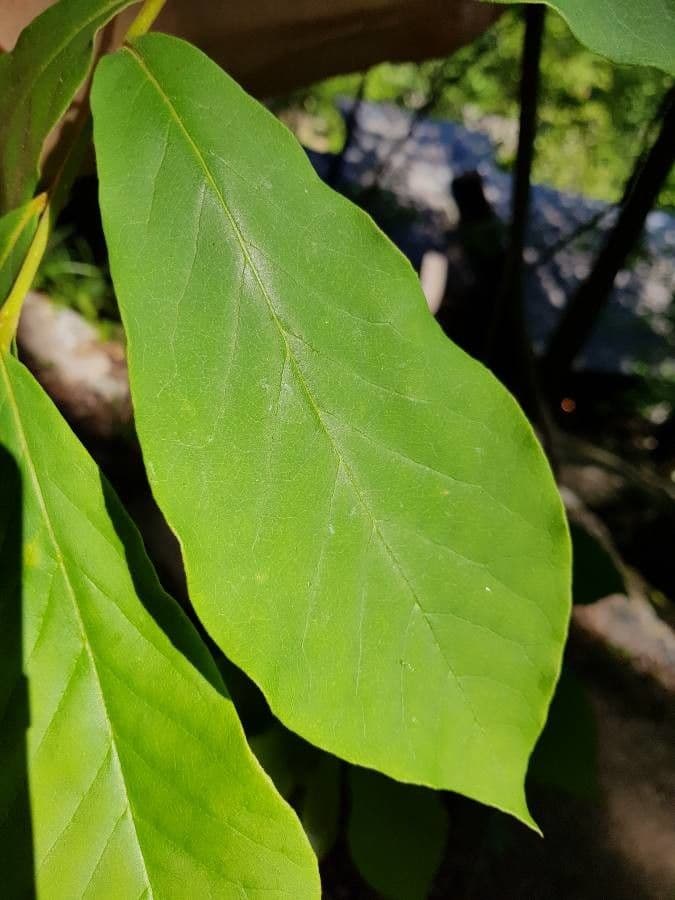 Kleinblütige Papau 15